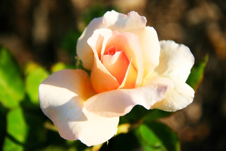 Close up orange rose in a gardenの写真素材