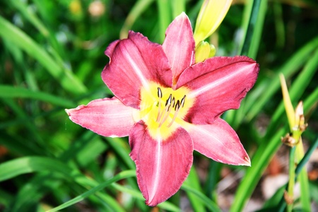 Red lily in a gardenの写真素材