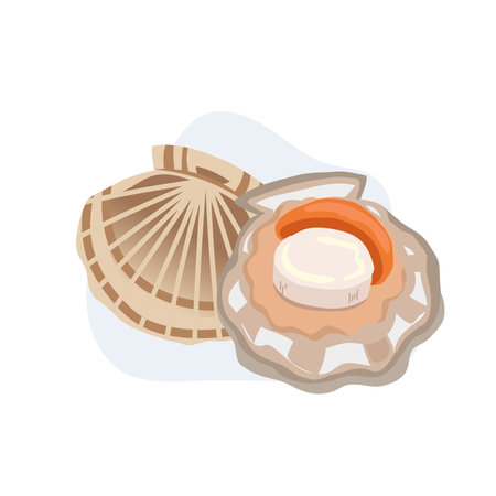 Raw Fresh scallop. Fresh seafood. vector cartoon illustrationのイラスト素材