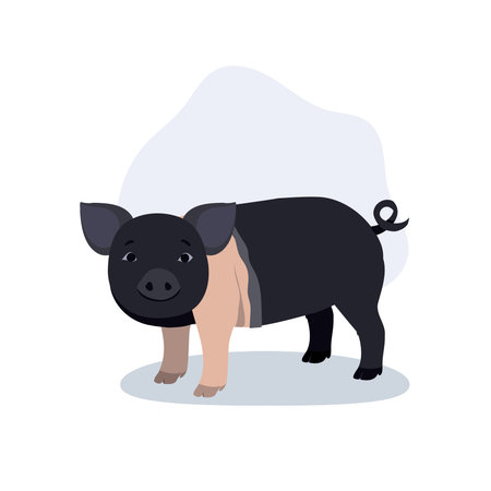pig farm animal character hampshire breed flat design illustration for agriculture conceptのイラスト素材