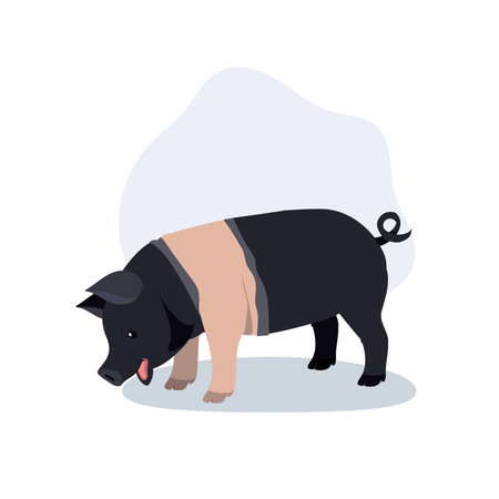 Adorable hampshire pig breed. Cute hampshire pig breed illustrated in flat styleのイラスト素材