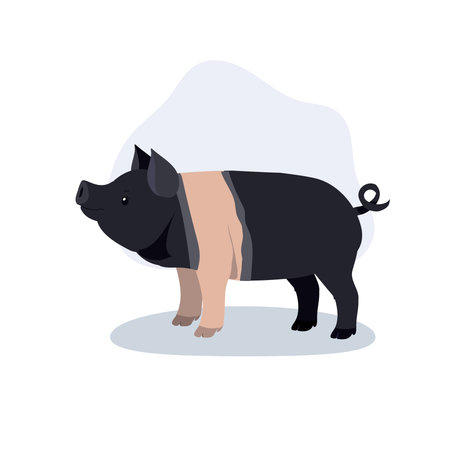 Cute hampshire pig standing in side view. Adorable hampshire pig farm animal in minimal flat styleのイラスト素材