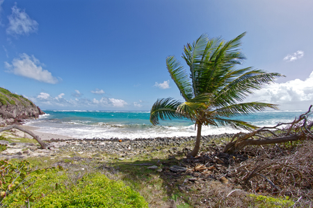 Macre Cape - Le Marin - Martinique - FWIの写真素材
