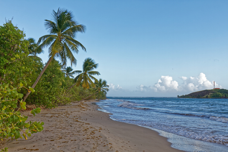 Anse Ã  Prunes - Near Salines beach - Sainte Anne - Martiniqueの写真素材