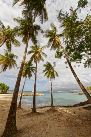 Coconut trees on Pointe du Bout beach - Les Trois Ilets - Martinique - FWIの写真素材