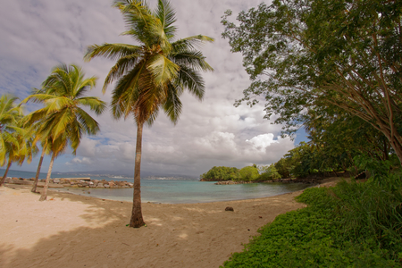 Coconut trees on Pointe du Bout beach - Les Trois Ilets - Martinique - FWIの写真素材