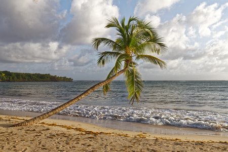 Leaning coconut tree on Grande Terre beach - Near Salines beach - Sainte Anne - Martinique FWIの写真素材