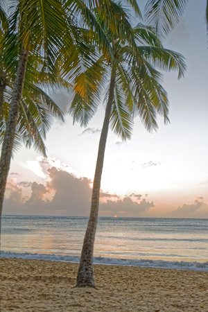 Coconut tree at the sunset in Salines beach - Sainte Anne - Martinique FWIの写真素材
