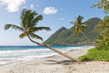 Leaning coconut tree on Diamant beach - Martinique FWIの写真素材