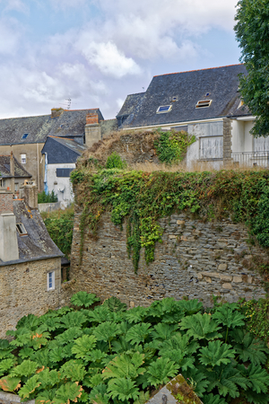 Gunnera manicata (Giant Rhubarb) garden in Josselin - Brittany, Franceのeditorial素材
