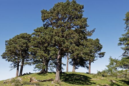 Craigh Na Dun - Pitlochry, Scotland, United Kingdomの写真素材