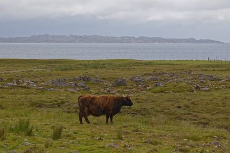 Highland cow - Scotland, UK