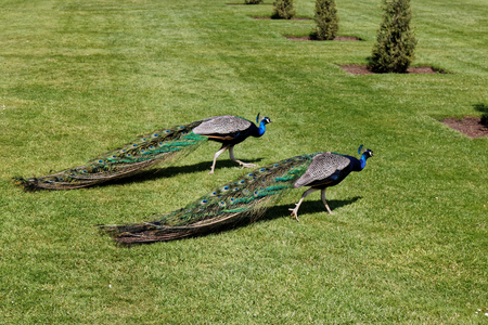 Peacocks in Scone Palace garden - Perth, Scotland, United Kingdomのeditorial素材