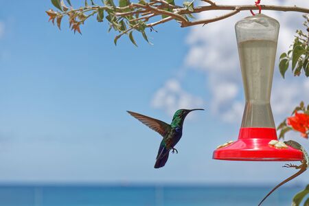 Colored Hummingbird flying in the skyの写真素材