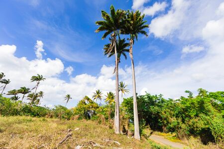 les Trois-Ilets, Martinique, FWI - Palm trees in La Pointe du Boutの写真素材