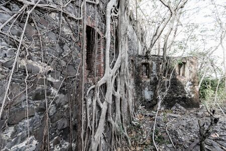 A tree growing on the wall of the old small fort of La Pointe du Bout - Les Trois Ilets, Martinique, FWIの写真素材