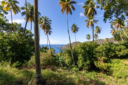Soufriere, Saint Lucia, West Indies - View to the sea from Morne Courbaril botanical gardenの写真素材