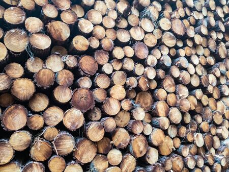 Pile of logs stocked in the forestの写真素材