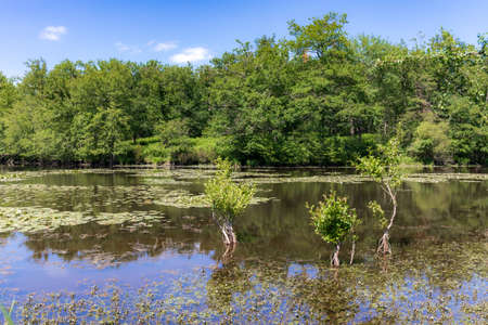 Romantic pond in the Loire Valley Countryside - near Langeais - France