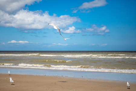 Villers-sur-mer, Normandy, France - Seagulls on the beachの写真素材