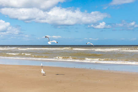 Villers-sur-mer, Normandy, France - Seagulls on the beachの写真素材