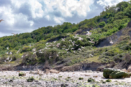 Villers-sur-mer, Normandy, France - Seagulls on the beachの写真素材