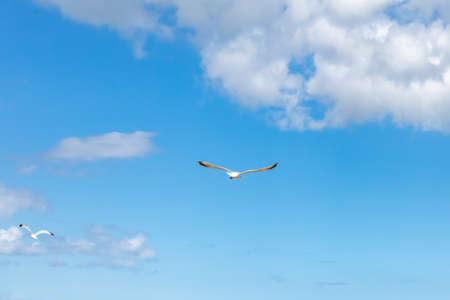 Villers-sur-mer, Normandy, France - Seagulls on the beachの写真素材
