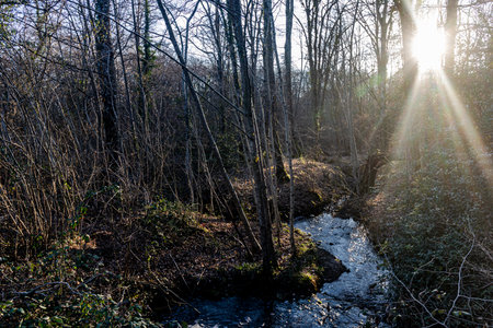 Forest in the Loire Valley Countryside - near Langeais - Franceの写真素材