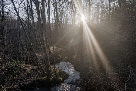Forest in the Loire Valley Countryside - near Langeais - France