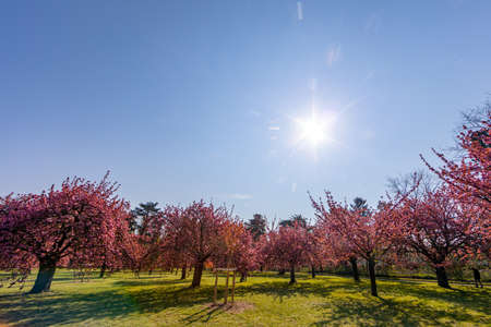 Cherry tree blossom in Parc de Sceaux - Ile de France - Paris region - Franceの写真素材