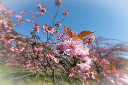 Cherry tree blossom in Parc de Sceaux - Ile de France - Paris region - Franceの写真素材