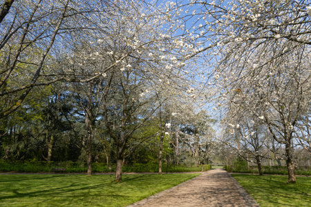 Prunus blossom in Parc de Sceaux - Ile de France - Paris region - Franceの写真素材