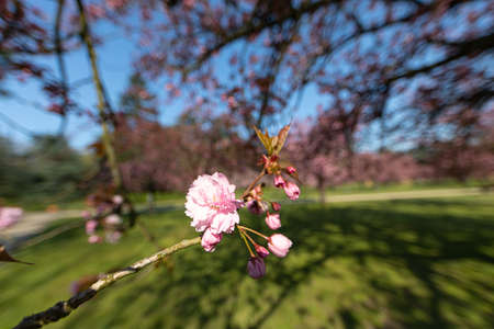 Cherry tree blossom in Parc de Sceaux - Ile de France - Paris region - Franceの写真素材
