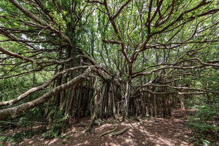 Fig tree in Anse Michel, Sainte-Anne, Martinique, French Antillesの写真素材