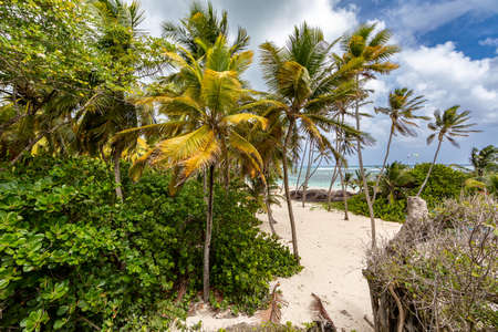 Anse Michel, Sainte-Anne, Martinique, French Antillesの写真素材