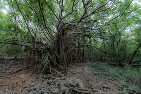 Fig tree in Anse Michel, Sainte-Anne, Martinique, French Antillesの写真素材