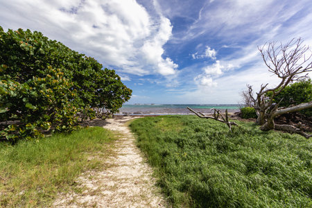 Sainte-Anne, Martinique, FWI - Anse Michel beachの写真素材