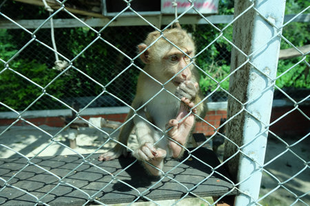 A young Monkey.