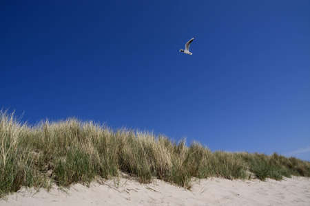 A photo of a sand dune with a blue sky and a seagullの写真素材