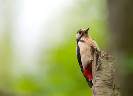 A photo of a woodpeckerの写真素材