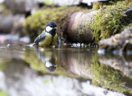 A photo of a songbirdの写真素材