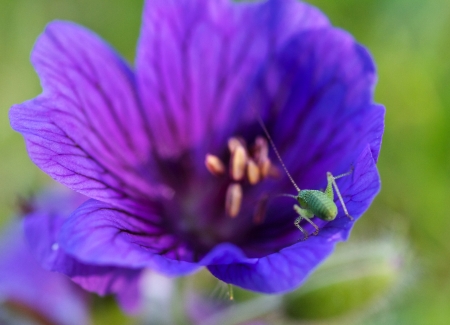 A photo of a grasshopperの写真素材