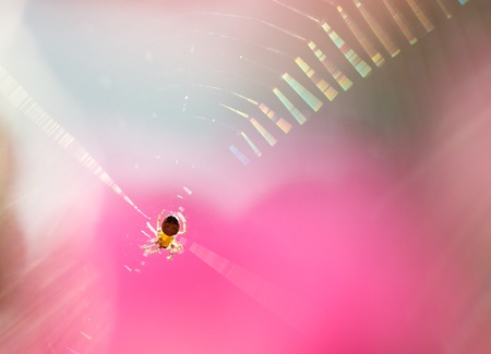 A close-up of a spiderの写真素材