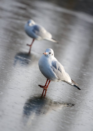 Seagull