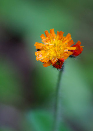 A close up photo of a yellow flower