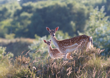 A photo of a deer in the wildの写真素材