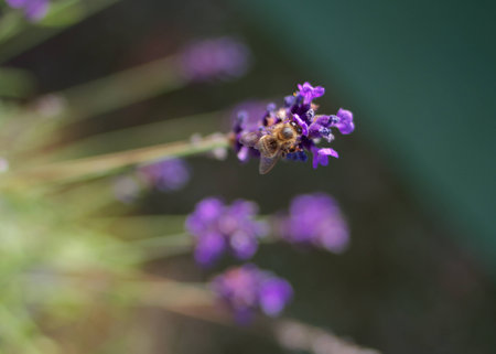 A close-up photo of a flowerの写真素材