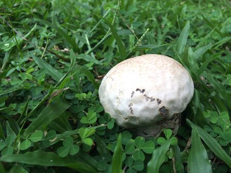 White mushroom on greenの素材