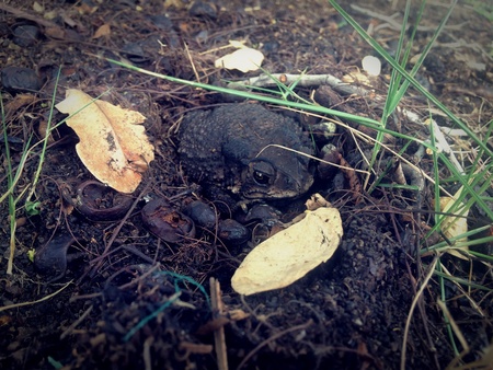 Hiding toadの素材