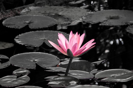 Flowerの写真素材